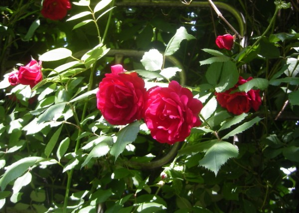 22e0602d936fe0599dc46af77a1e4245_1471017