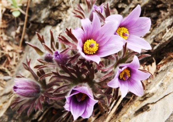 2a4665ba042ed56971ab9bf2240c625c_1471015