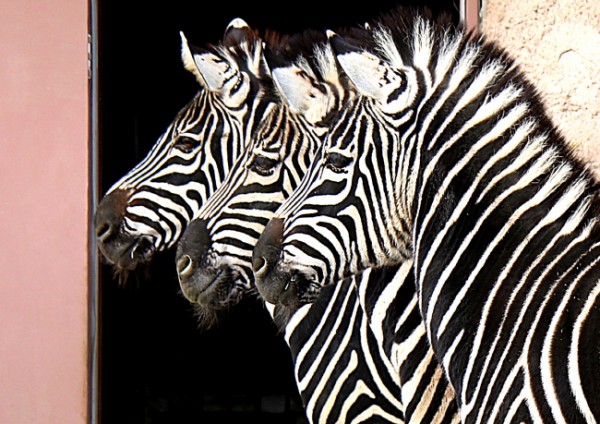 2a4665ba042ed56971ab9bf2240c625c_1471015