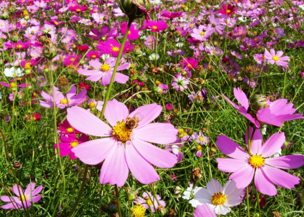 7238eea8f888bc4133bb84b2283f4579_1471011