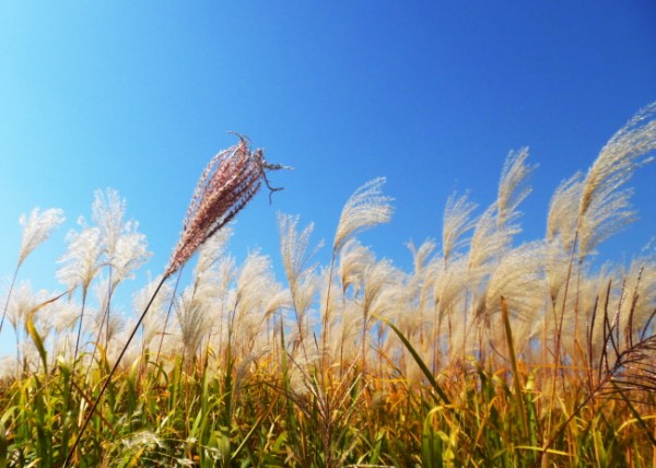 ff038da0e2b11c2bb4db47c53ea7190e_1471016